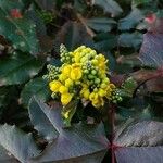 Berberis repens 花