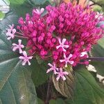 Centranthus ruber花