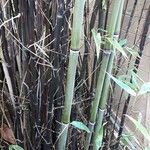 Phyllostachys nigra Bark