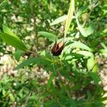 Hypericum frondosum Fruto