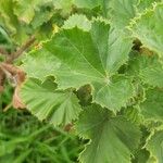 Pelargonium graveolens Feuille