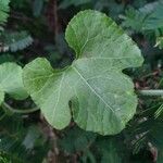 Kedrostis leloja Leaf