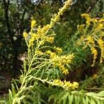 Solidago odora Λουλούδι