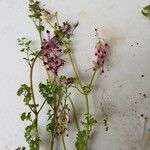 Fumaria agraria Λουλούδι