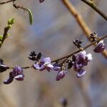 Machaerium hirtum Flor