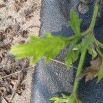 Verbena bracteata Blatt