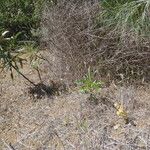 Orobanche fasciculata Hábito