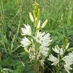 Camassia leichtlinii Flors