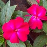 Impatiens wallerianaBlomma