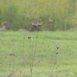 Daucus pusillus Blüte