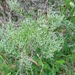 Eupatorium hyssopifolium Cvet