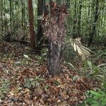 Astrocaryum paramaca 樹皮