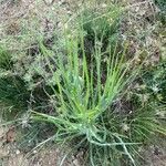 Tragopogon porrifolius ഇല