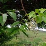 Spondias tuberosa Hoja