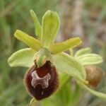 Ophrys virescens Mosusu