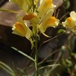 Linaria vulgarisKvet