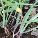 Allium moly Blatt