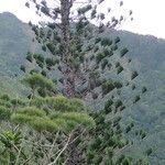 Araucaria scopulorum 整株植物