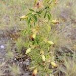 Rosa mollis Fruit