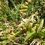 Astragalus depressus Bloem