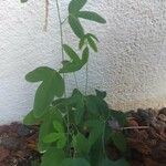 Passiflora lutea Leaf