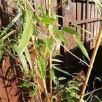 Phyllostachys aurea Hoja