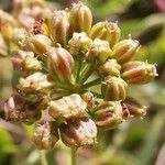 Sium latifolium Fruit