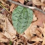 Tipularia discolor Levél