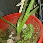 Aloe veraLeaf