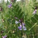 Vicia sepiumFlower