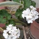 Pelargonium × hybridumFlower