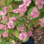 Hydrangea serrata Кветка