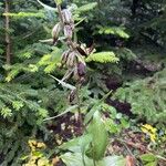 Epipactis helleborine Fruit