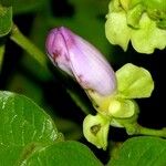 Amphilophium paniculatum Цветок
