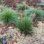 Festuca filiformis ഇല