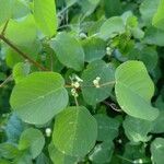 Helinus integrifolius Leaf