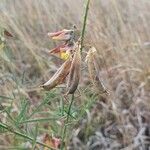 Crotalaria brevidens Fruto
