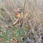 Crotalaria brevidens Φρούτο