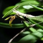 Specklinia brighamii Fruit