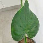 Alocasia cucullata Leaf