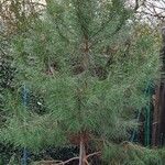 Pinus pinaster Blad