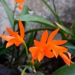 Guarianthe aurantiaca Floare
