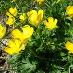 Ranunculus montanus Fleur