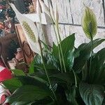 Spathiphyllum wallisii Žiedas