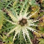 Cirsium spinosissimum Habit