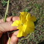 Merremia umbellata Kwiat