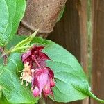 Leycesteria formosaКветка