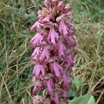 Himantoglossum robertianum Flower