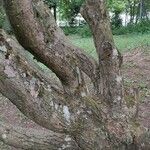 Quercus pontica Rinde