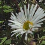 Erigeron speciosus Çiçek